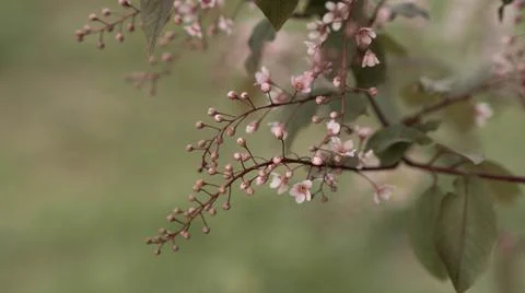 Blooming pink bird cherry in spring, blurred background with bokeh Stock Photos
