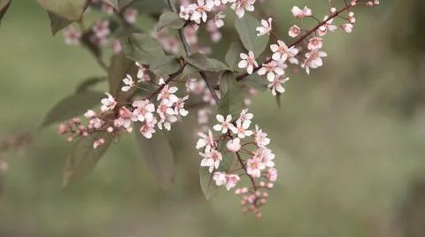 Blooming pink bird cherry in spring, blurred background with bokeh Stock Photos