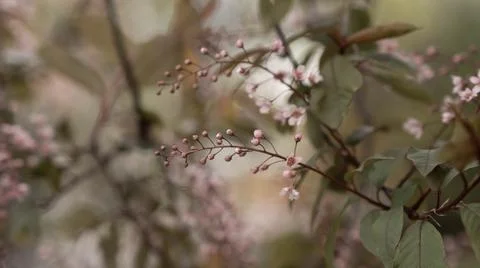 Blooming pink bird cherry in spring, blurred background with bokeh Stock Photos