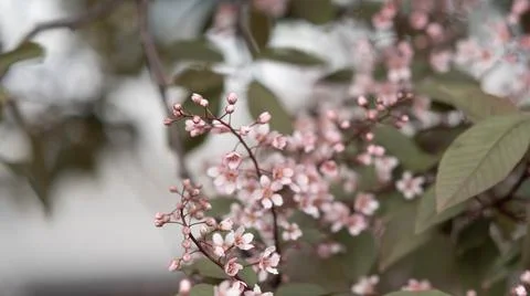 Blooming pink bird cherry in spring, blurred background with bokeh Stock Photos