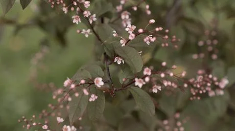 Blooming pink bird cherry in spring, blurred background with bokeh Stock Photos