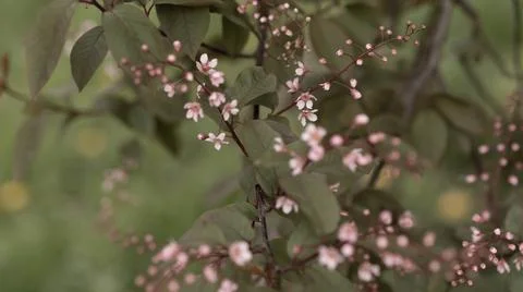 Blooming pink bird cherry in spring, blurred background with bokeh Stock Photos