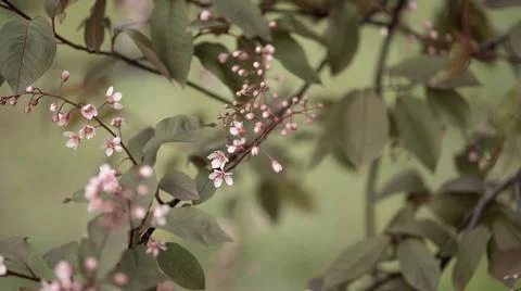 Blooming pink bird cherry in spring, blurred background with bokeh Stock Photos