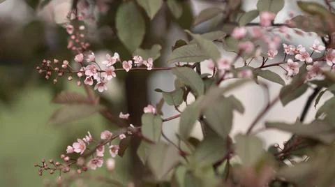 Blooming pink bird cherry in spring, blurred background with bokeh Stock Photos