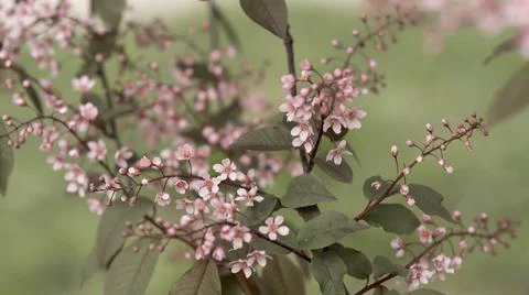 Blooming pink bird cherry in spring, blurred background with bokeh Stock Photos