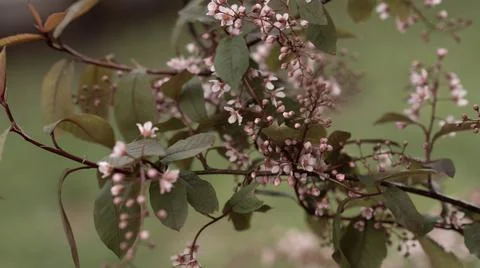 Blooming pink bird cherry in spring, blurred background with bokeh Stock Photos