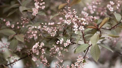 Blooming pink bird cherry in spring, blurred background with bokeh Stock Photos