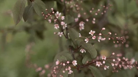 Blooming pink bird cherry in spring, blurred background with bokeh Stock Photos