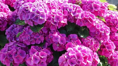 Blooming pink blue hydrangea bush glowing in sunset backlight 動画素材 337870328