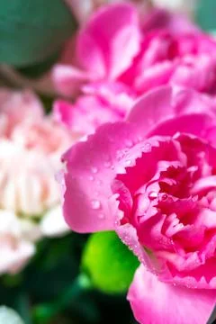 Blooming Pink carnation, clove flower with dew water drops. Close up macro plant Stock Photos