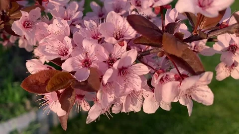 Blooming Pink Cherry Blossom Branch in Warm Sunset Light, Spring Nature Close-Up Vídeos de archivo 332895384