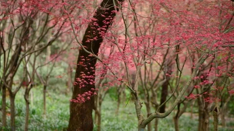 Blooming Pink Cherry Blossom Trees in Spring Forest Stock Footage 341367152