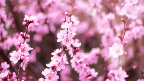 Blooming Pink Cherry Blossoms Delicate Flowers Against Soft Bokeh Background Stock Footage 313324195