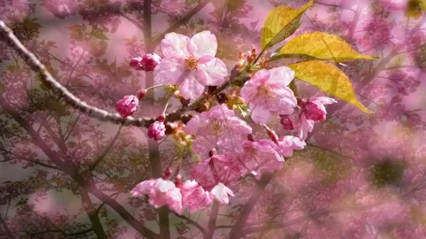 Blooming Pink Cherry Blossoms on Tree in Spring Stock Footage 314805414