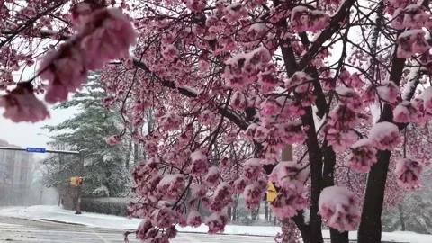 Blooming pink cherry tree during the snow storm. Close up view. Video stock 139778423