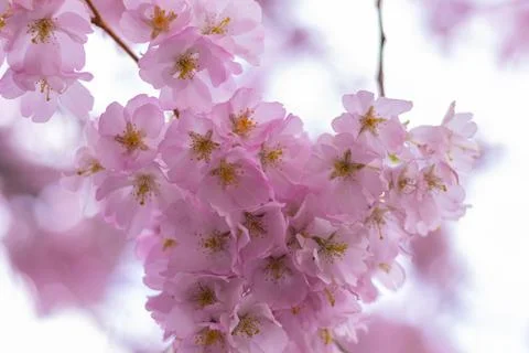 Blooming pink cherry tree Stock Photos
