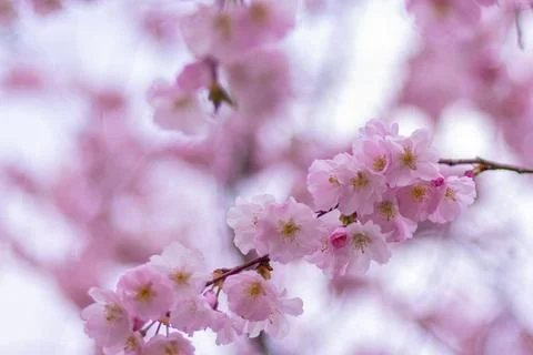 Blooming pink cherry tree 写真素材