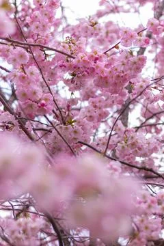 Blooming pink cherry tree Stock Photos