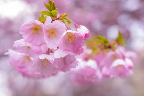 Blooming pink cherry tree 写真素材