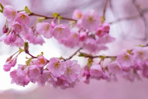 Blooming pink cherry tree 写真素材