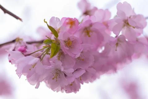 Blooming pink cherry tree 写真素材