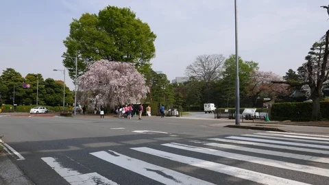 Blooming pink cherry tree on road crossing, Tokyo, Japan Stock Footage 98401507