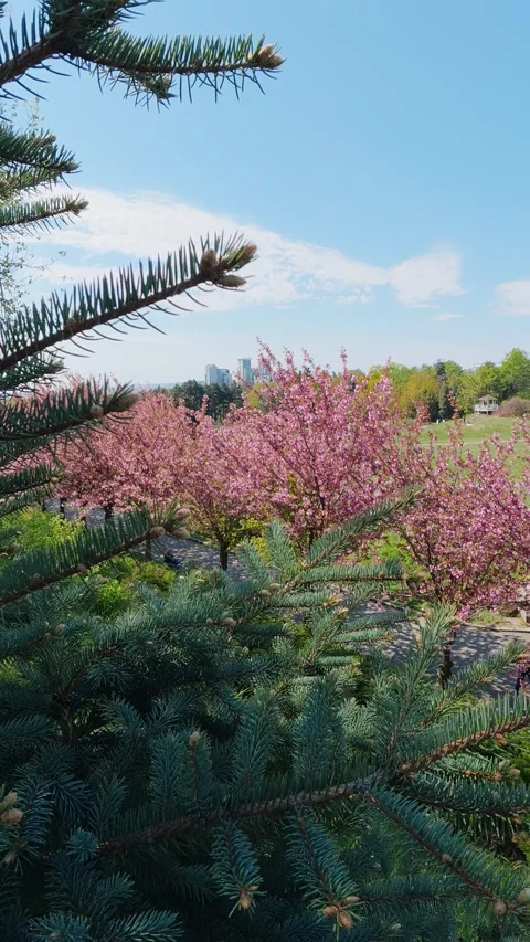 Blooming Pink Cherry Trees in Spring Park With City Skyline View Stock Footage 346145974