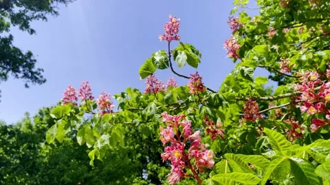 Blooming pink chestnut in a park Stock Footage 230529056