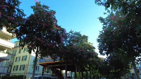 Blooming pink chestnut trees along a city street with residential buildings Stock Footage 334082218