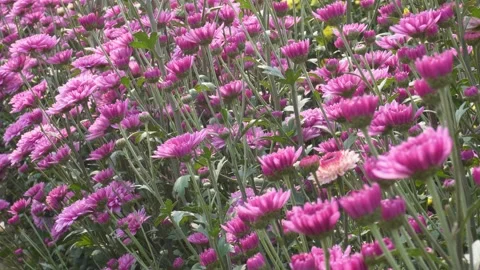 Blooming Pink Chrysanthemum Vídeos de archivo 332587142