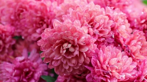 Blooming pink chrysanthemums Stock Footage 236541578