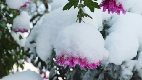 Blooming pink chrysanthemums Stock Footage 236541769