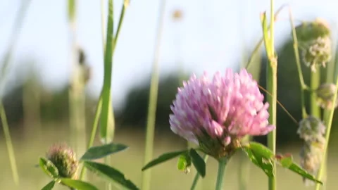 Blooming pink clover sways in the wind among green grass. Taken close-up, fro Stock Footage 133042959