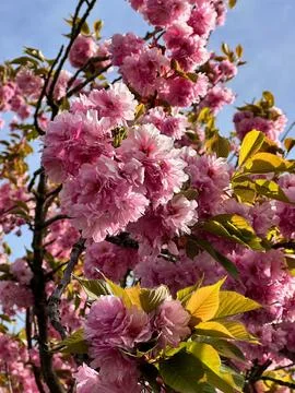 Blooming Pink Double Cherry Tree 写真素材