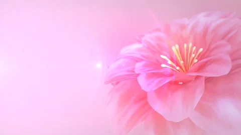 Blooming pink flower Stock Footage 41839860