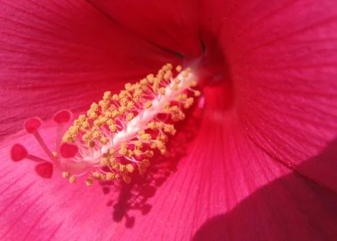 Blooming pink flower macro Stock Photos