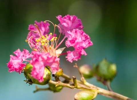 Blooming pink flower Foto stock