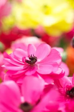 Blooming pink flower in spring Stock Photos