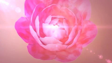 Blooming pink flower from top view Stock-Footage 41836244