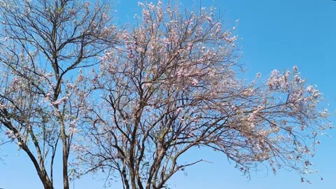 Blooming Pink Flowering Tree Under Clear Blue Sky Spring Season Stock Footage 330278474