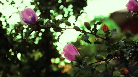 Blooming Pink Flowers Stock Footage 303060393