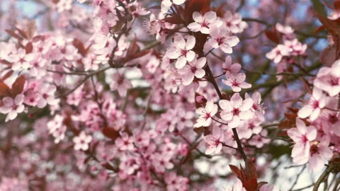 Blooming pink flowers of a fruit tree in the garden. Stock Footage 88240361