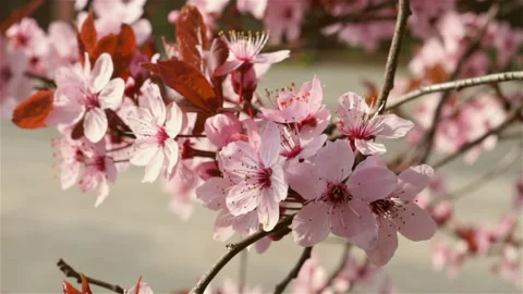 Blooming pink flowers of a fruit tree in the garden. Stock Footage 88240528