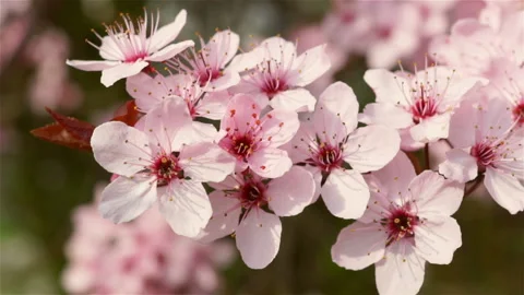 Blooming pink flowers of a fruit tree in the garden. Stock Footage 88240669