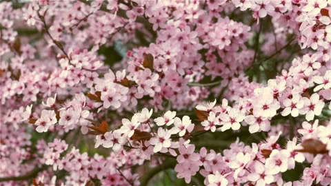 Blooming pink flowers of a fruit tree in the garden. Stock Footage 106111170