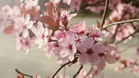 Blooming pink flowers of a fruit tree in the garden. Video stock 106111176