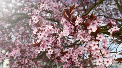 Blooming pink flowers of a fruit tree in the garden. Stock Footage 106112093