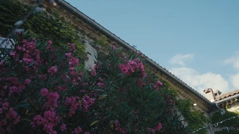 Blooming Pink Flowers Outside Rustic Stone House Stock Footage 340549466