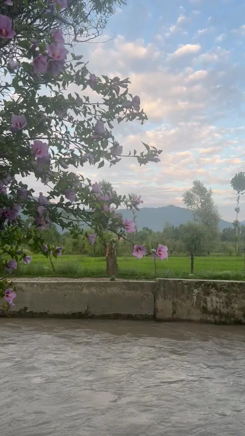 Blooming Pink Flowers Over a Stream at Akad Park, Anantnag, Kashmir Stock Footage 340447705