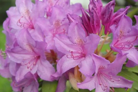 Blooming pink flowers 写真素材